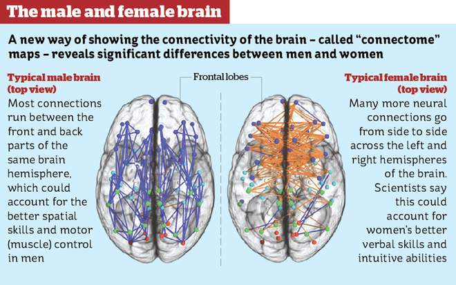 New Study The Hardwired Stark Difference Between Male And Female   MaleFemaleBrain Sm 